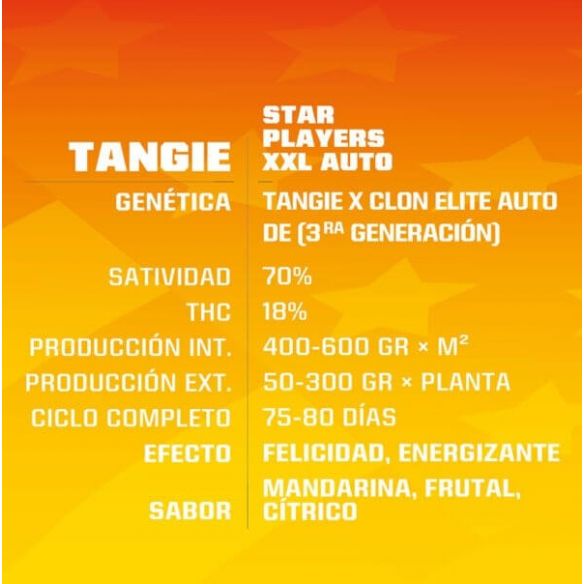 TANGIE XXL  AUTO X4-BSF