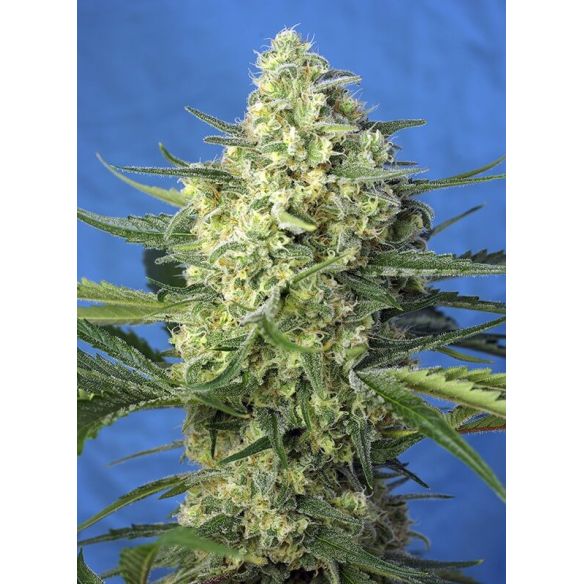 JACK 47 XL AUTO® X25-SWEET SEEDS