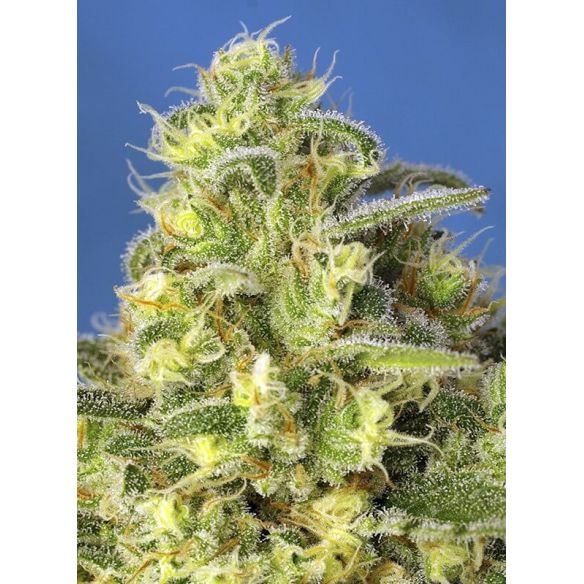 JACK 47 XL  AUTO® X3+1-SWEET SEEDS