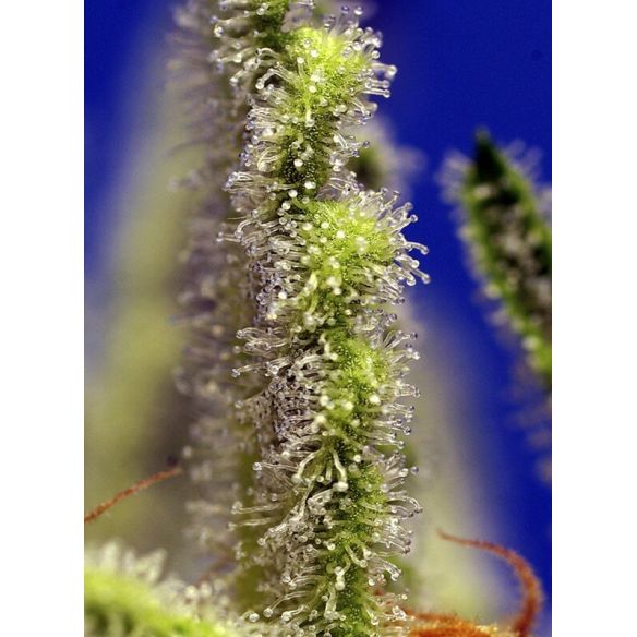 JACK 47 XL  AUTO® X5+2-SWEET SEEDS