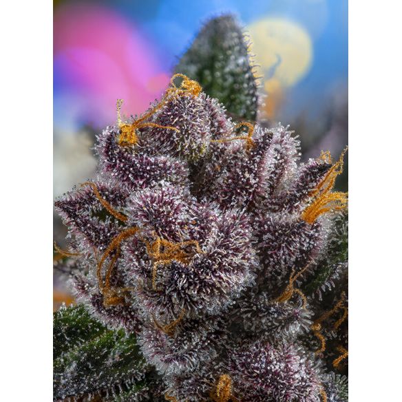 RED STRAWBERRY BANANA AUTO® X3+1-SWEET SEEDS