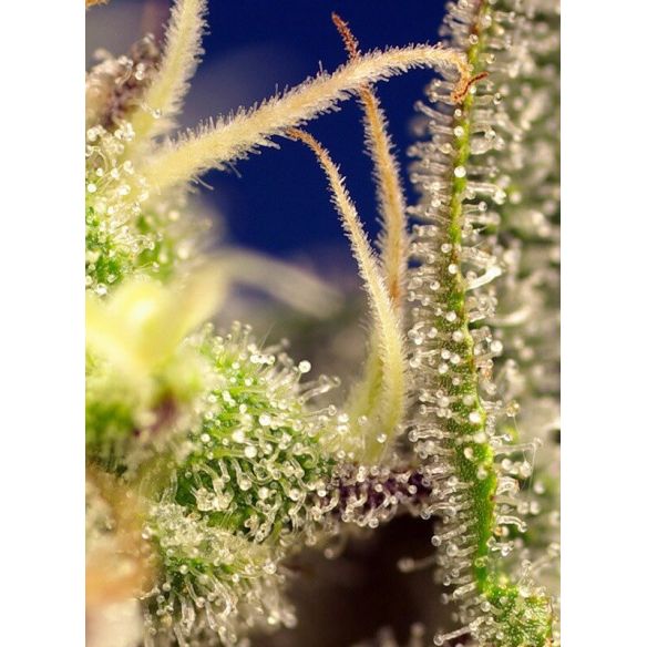 GREEN POISON XL AUTO® X100-SWEET SEEDS