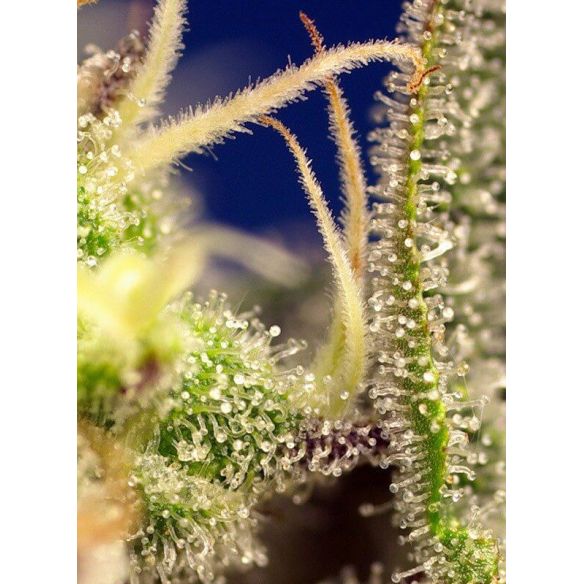 GREEN POISON XL  AUTO® X3+1-SWEET SEEDS