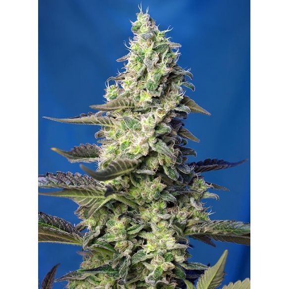 GREEN POISON XL  AUTO® X3+1-SWEET SEEDS