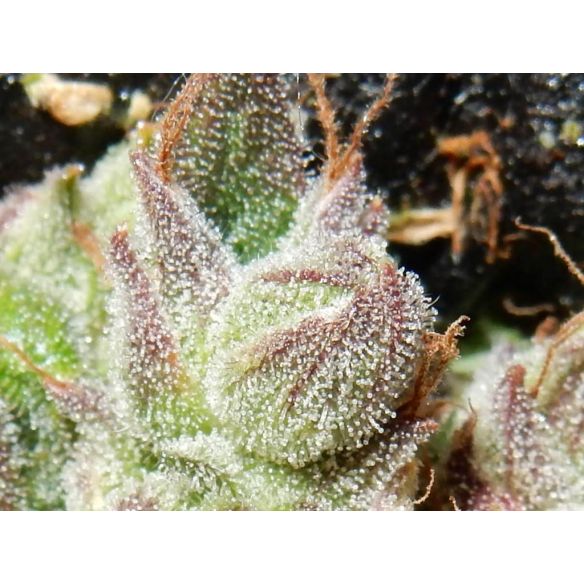 CBD CRACK  AUTO X3-FAST BUDS