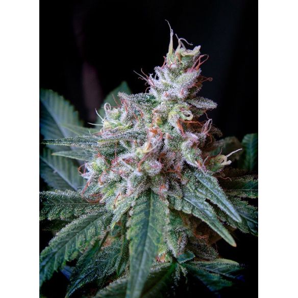 CREAM CARAMEL F1 FEM® X3+1-SWEET SEEDS