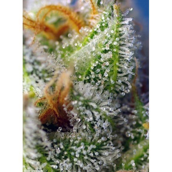 CRYSTAL CANDY F1 FEM® X3+1-SWEET SEEDS