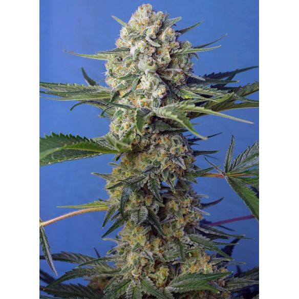 CRYSTAL CANDY F1 FEM® X3+1-SWEET SEEDS
