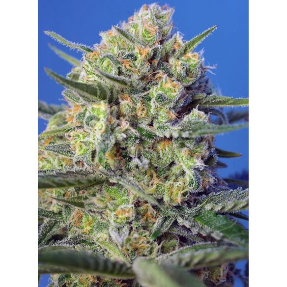 CRYSTAL CANDY F1 FEM® X3+1-SWEET SEEDS