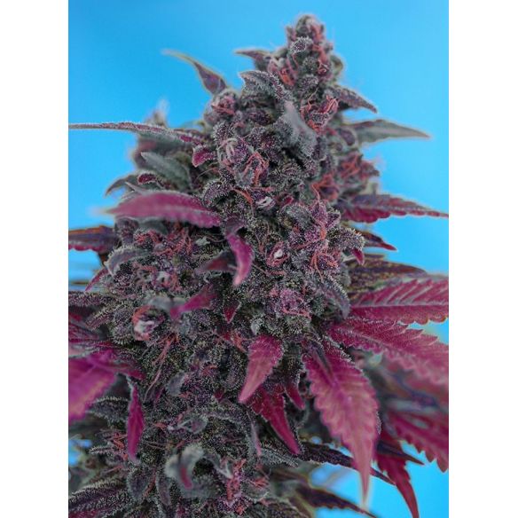 DARK DEVIL RED FAMILY  AUTO® X3+1-SWEET SEEDS