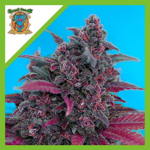 DARK DEVIL RED FAMILY  AUTO® X25-SWEET SEEDS