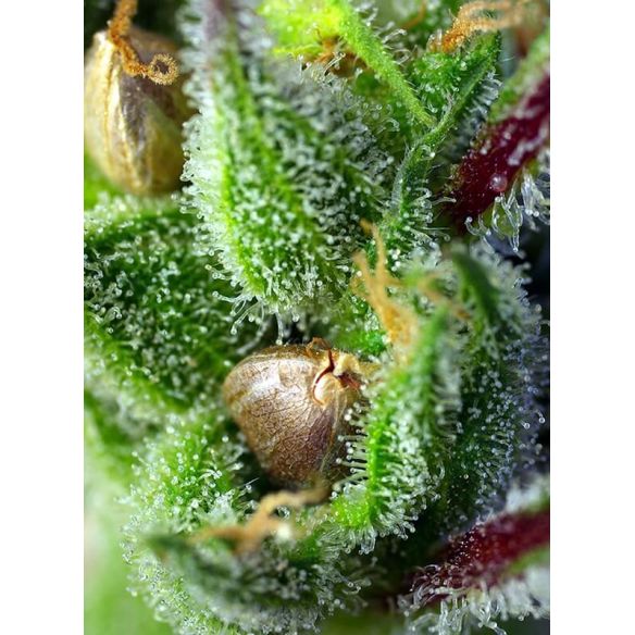 GREEN POISON  FEM® X3+1-SWEET SEEDS
