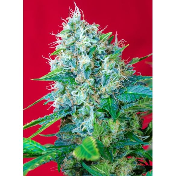 GREEN POISON  FEM® X3+1-SWEET SEEDS