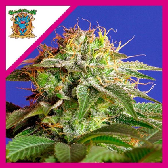 GREEN POISON FEM® X25-SWEET SEEDS