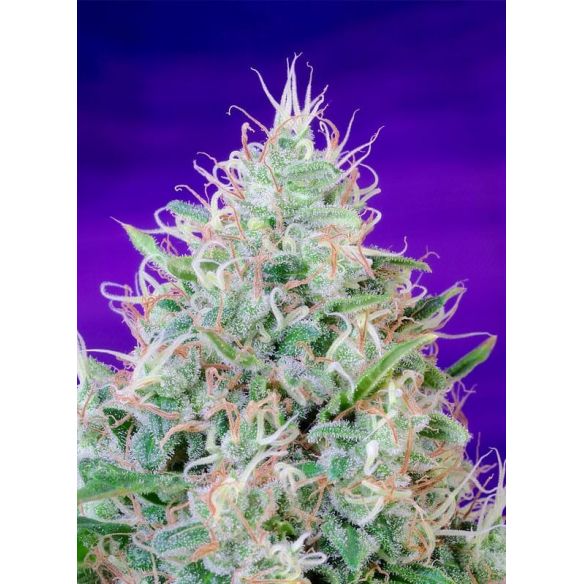 GREEN POISON FEM® X25-SWEET SEEDS