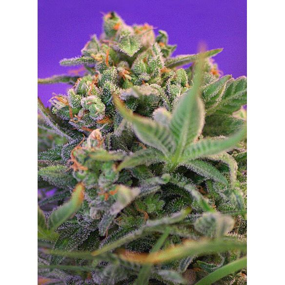 SWEET CHEESE  F1 FEM® X3+1-SWEET SEEDS