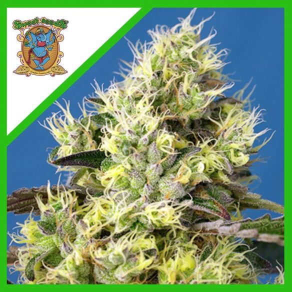 GELATO  AUTO® X3+1-SWEET SEEDS