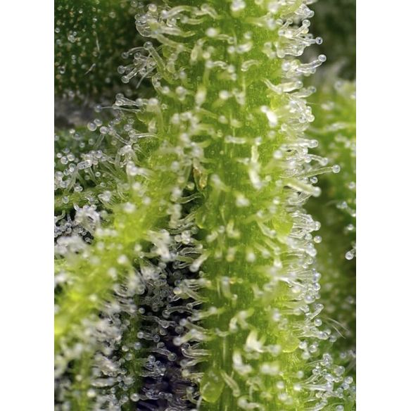 GELATO  AUTO® X3+1-SWEET SEEDS