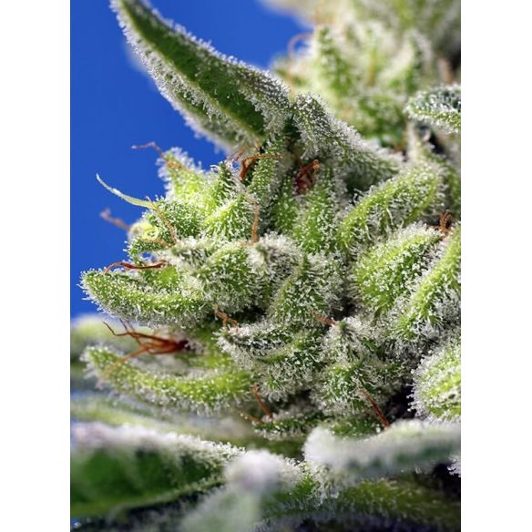 GELATO  AUTO® X3+1-SWEET SEEDS