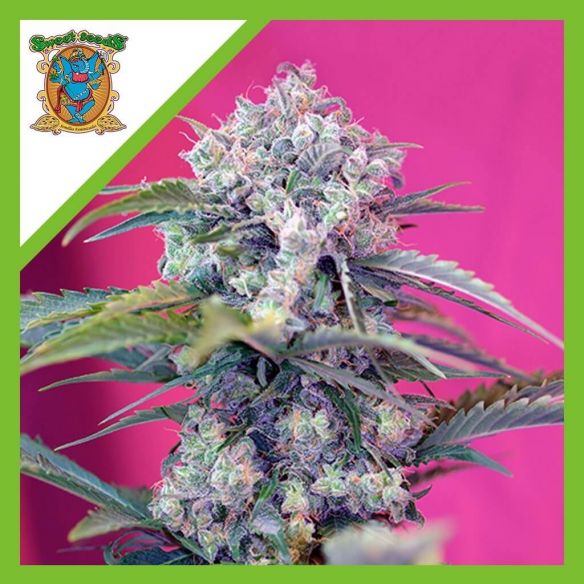 CREAM MANDARINE  AUTO® X3+1-SWEET SEEDS