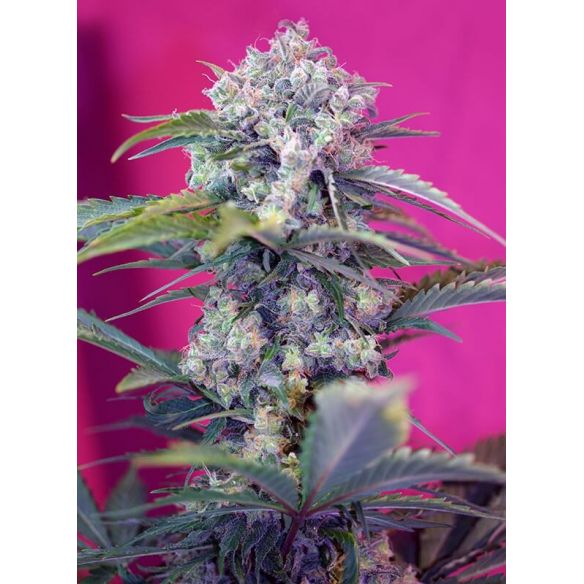 CREAM MANDARINE  AUTO® X3+1-SWEET SEEDS