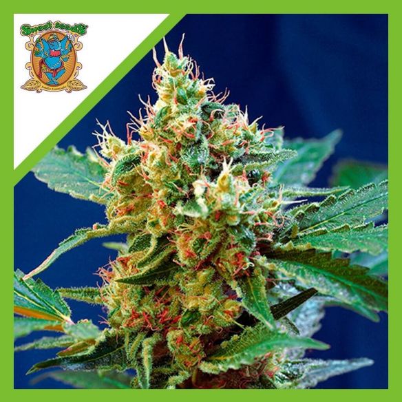 CREAM MANDARINE XL AUTO® X25-SWEET SEEDS