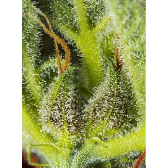 CREAM MANDARINE XL AUTO® X25-SWEET SEEDS