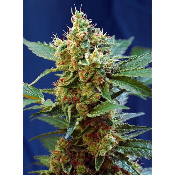 CREAM MANDARINE XL AUTO® X25-SWEET SEEDS