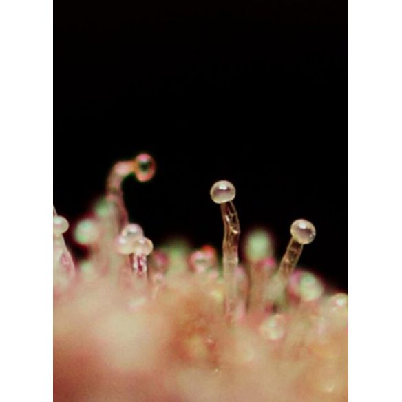 CREAM CARAMEL  AUTO® X3+1-SWEET SEEDS