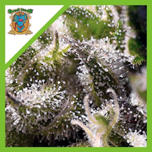 CREAM CARAMEL  AUTO® X25-SWEET SEEDS