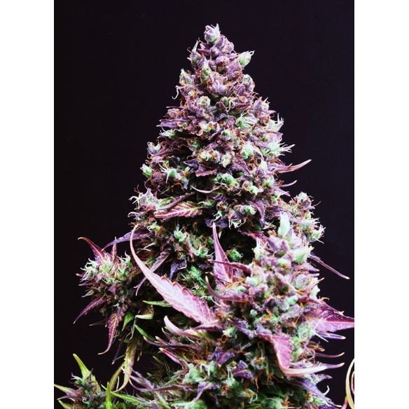 CREAM CARAMEL  AUTO® X25-SWEET SEEDS
