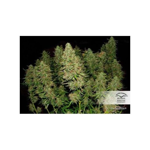 BLUE MAZAR  AUTO X3-DUTCH PASSION