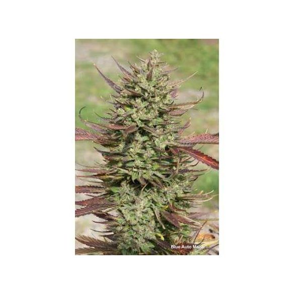 BLUE MAZAR  AUTO X3-DUTCH PASSION