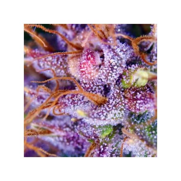 PURPLE N1 FEM X3-DUTCH PASSION