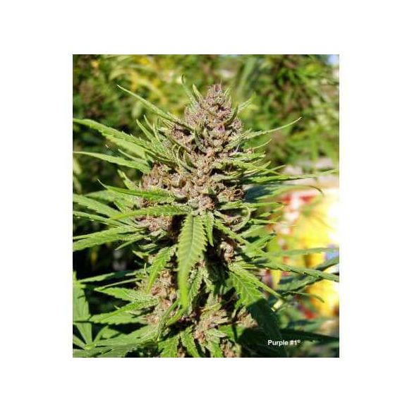 PURPLE N1 FEM X3-DUTCH PASSION