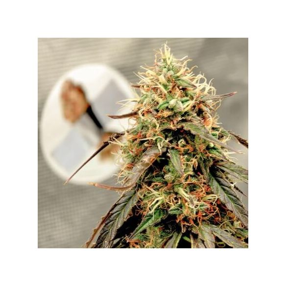 POWER PLANT AUTO X3-DUTCH PASSION