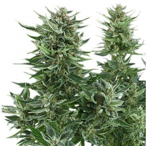 EASY BUD AUTO X1-ROYAL QUEEN SEEDS