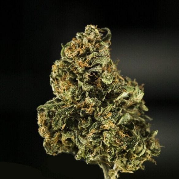 ROYAL DWARF AUTO X1-ROYAL QUEEN SEEDS