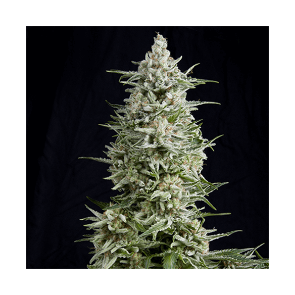 MAGNUM AUTO X3+1-BUDDHA SEEDS