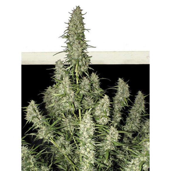 MAGNUM AUTO X3+1-BUDDHA SEEDS