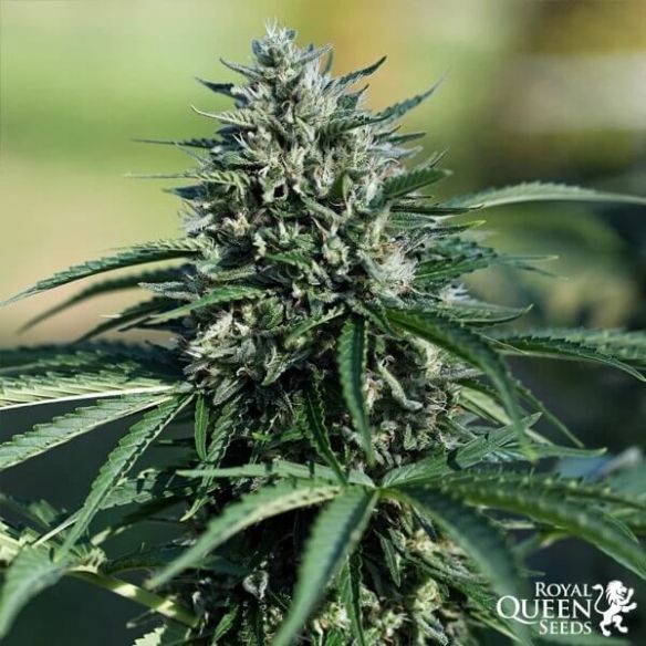 ROYAL COOKIES USA PREMIUM AUTO X3-ROYAL QUEEN