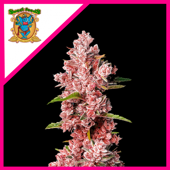 TROPICANNA POISON F1® X3+1-SWEET SEEDS