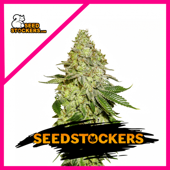 SHERBET  FEM X3-SEEDSTOCKERS