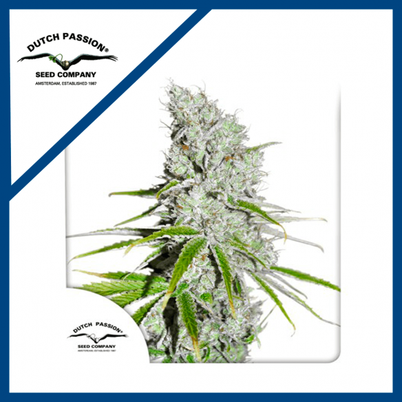 SKUNK HAZE CBD FEM X3-DUTCH PASSION