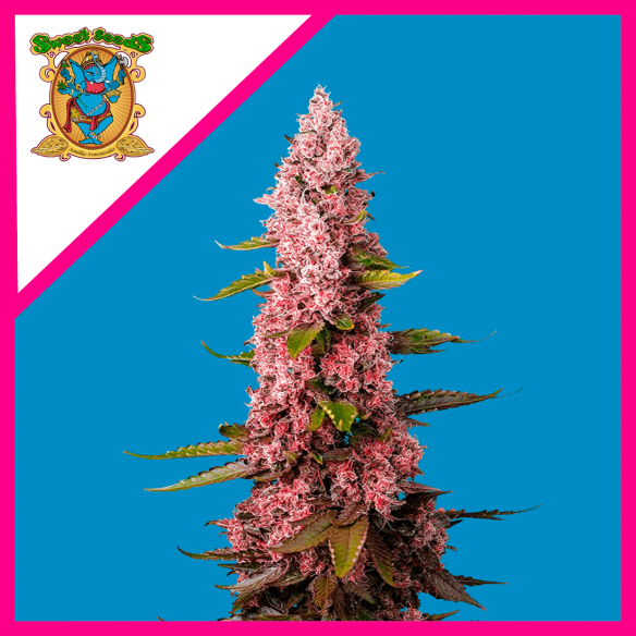 RED HOT COOKIES FEM® X 3+1-SWEET SEEDS