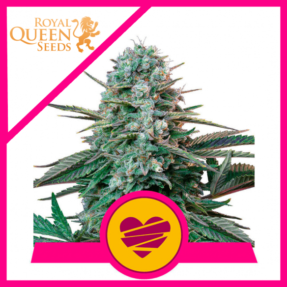 WEDDING CRASHER USA PREMIUM FEM X3-ROYAL QUEEN