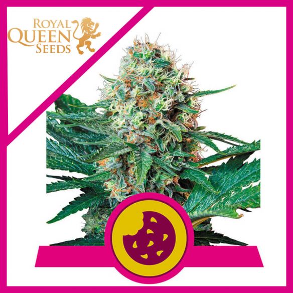 ROYAL COOKIES USA PREMIUM FEM X3-ROYAL QUEEN