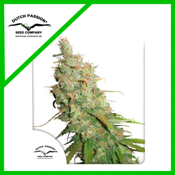 DESFRAN  AUTO X3-DUTCH PASSION