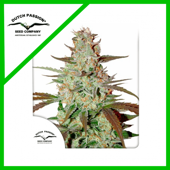 BLUE MAZAR  AUTO X3-DUTCH PASSION