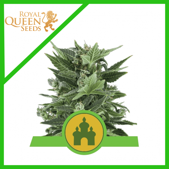 ROYAL KUSH  AUTO X3-ROYAL QUEEN SEEDS